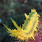 Robust Sea Cucumber