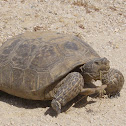 Desert Tortoise