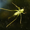 Common garden katydid