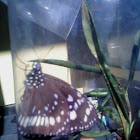Unknown Butterfly