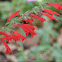 Cedar Sage