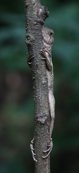 Spotting Image 1