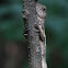 Lizard