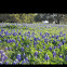 Bluebonnet