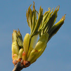 Norway Maple