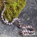 Snake