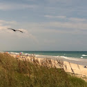 Sea oats