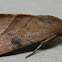 Wedgling Moth