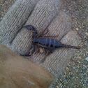 Scorpion