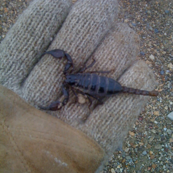 Spotting Image 1