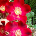 Paul Ecke Jr. Rose
