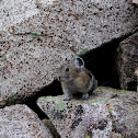 American Pika