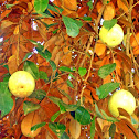 Star Apple / Caimito