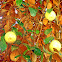 Star Apple / Caimito