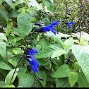 Black and blue salvia