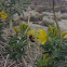 Africanized European honey bee