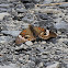 Common Buckeye