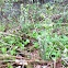 Fiddlehead