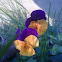 Viola tricolor