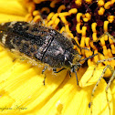Spotted Flower Buprestid