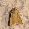Maize Borer