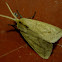 Unknown Tussock moth