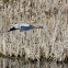 Grey Heron