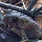 American Toad