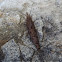 Machilis polypoda