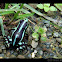 Anthony's Poison Arrow Frog