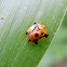 tortoise shell beetle