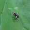 picture-winged fly?