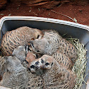 Meerkat