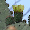 Opuntia Or Nopal