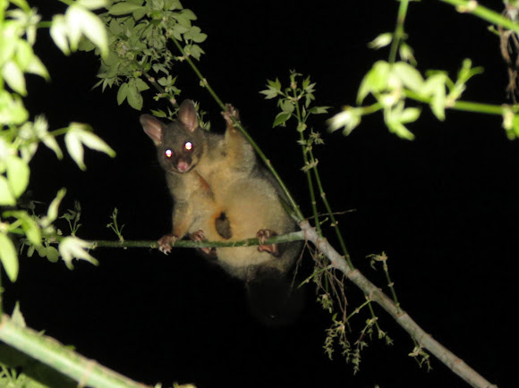 Spotting Image 1