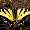 Tiger Swallowtail Butterfly