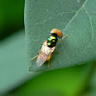 soldier fly