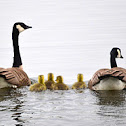 Canadian Goose
