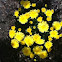 Chrysanthemum