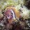 Polyclad Flatworm