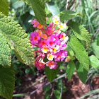 Lantana