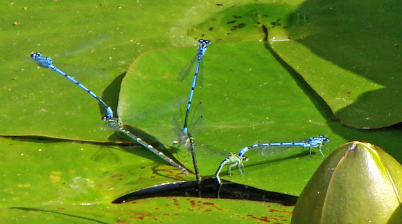 Spotting Image 1