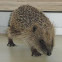 Hedgehog
