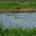Redhead duck