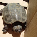 Snapping Turtle