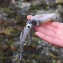 Opal Squid