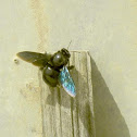 Indian Carpenter bee