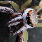 Jumping Spider