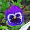 Pansy