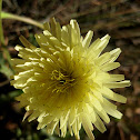 smooth golden fleece; amargot